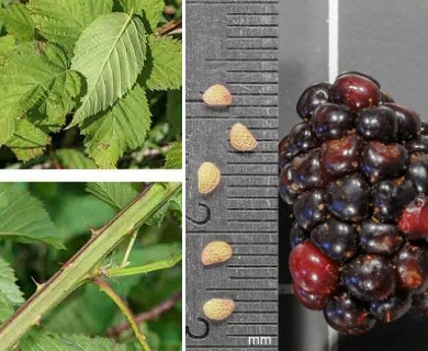 Rubus pensilvanicus