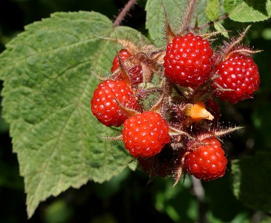 Rubus phoenicolasius