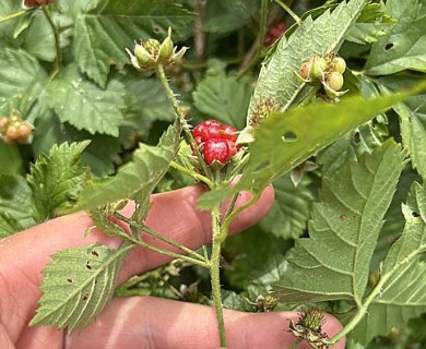 Rubus recurvicaulis