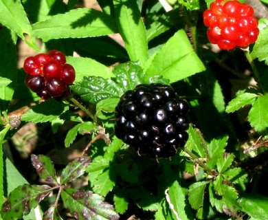 Rubus trivialis