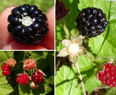 Rubus ursinus