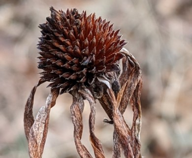 Rudbeckia fulgida