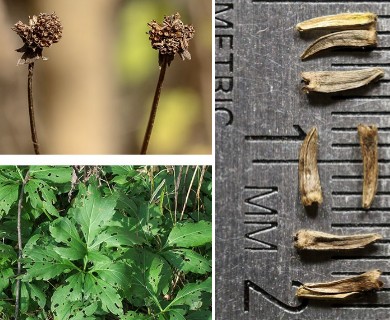 Rudbeckia laciniata