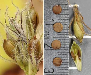 Ruellia humilis