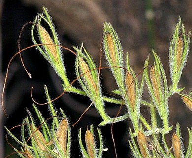 Ruellia occidentalis