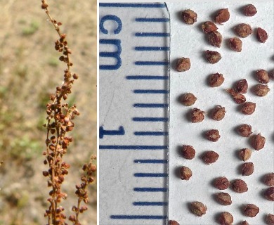 Rumex acetosella