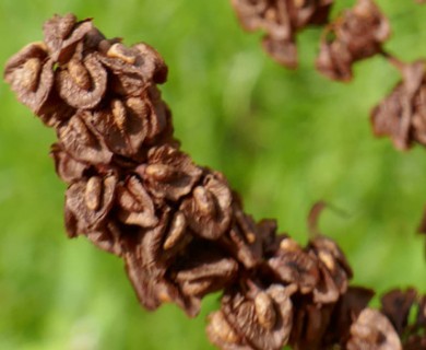 Rumex altissimus