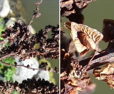 Rumex verticillatus