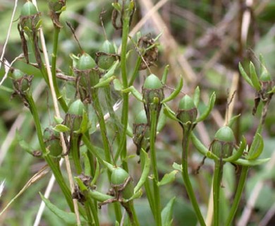 Sabatia angularis