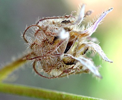 Sabdariffa aculeata
