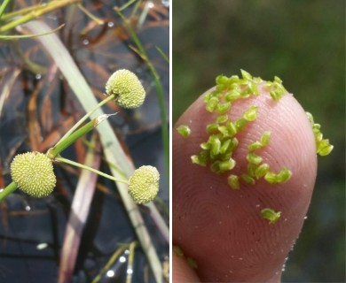 Sagittaria graminea