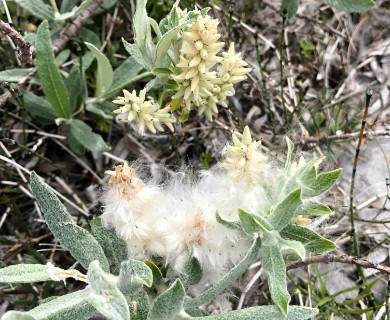 Salix candida