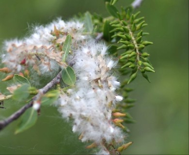 Salix caroliniana