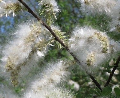 Salix cinerea