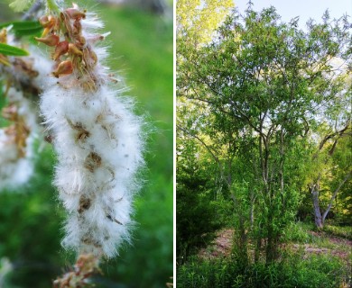 Salix eriocephala