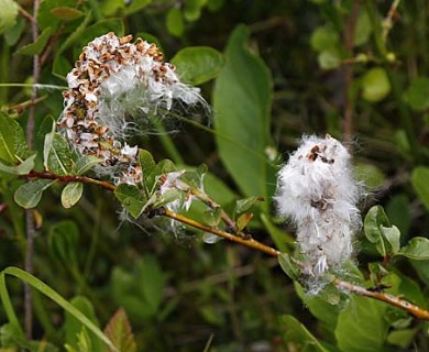 Salix fuscescens