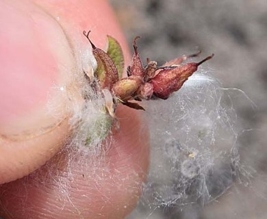 Salix stolonifera