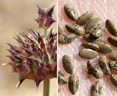 Salvia columbariae