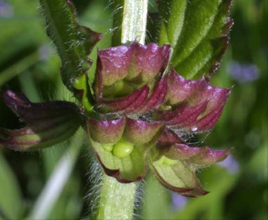 Salvia lyrata