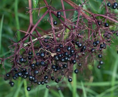 Sambucus canadensis