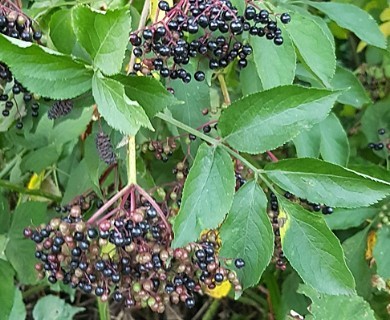 Sambucus nigra