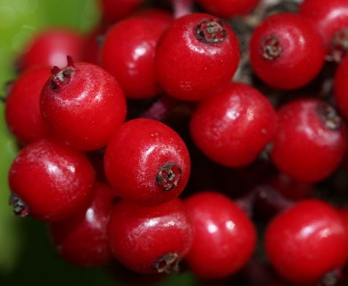 Sambucus racemosa