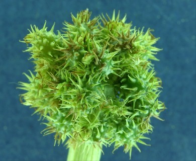 Sanicula graveolens