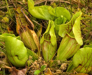 Sarracenia purpurea