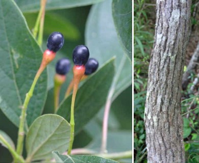 Sassafras albidum