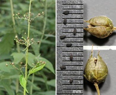 Scrophularia lanceolata