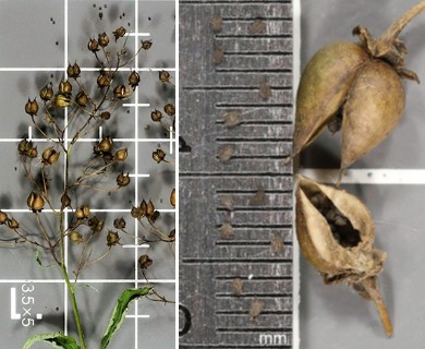 Scrophularia marilandica