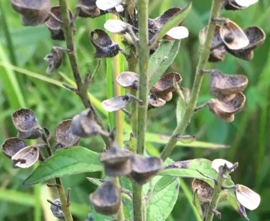 Scutellaria incana