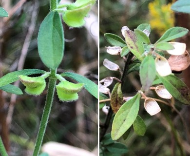 Scutellaria integrifolia