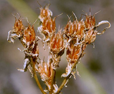 Sedum lanceolatum