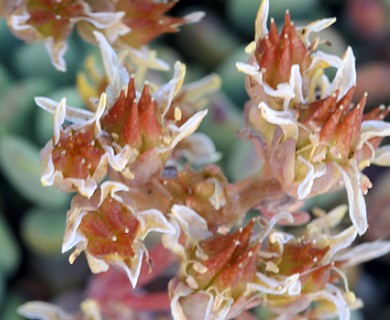 Sedum obtusatum