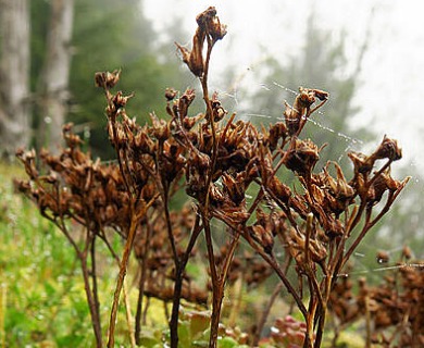 Sedum oreganum