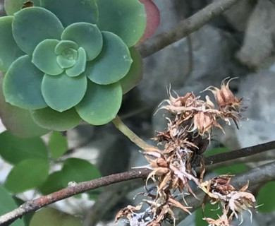 Sedum palmeri