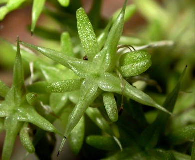 Sedum ternatum