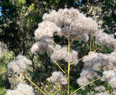 Senecio minimus