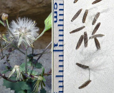 Senecio mohavensis