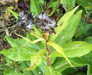 Senecio pseudoarnica