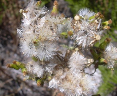 Senecio sylvaticus