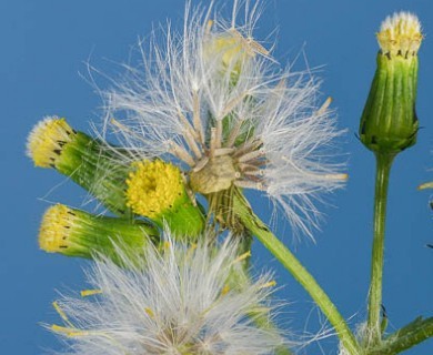 Senecio vulgaris