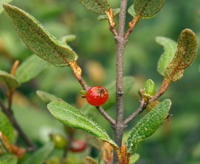 Shepherdia canadensis