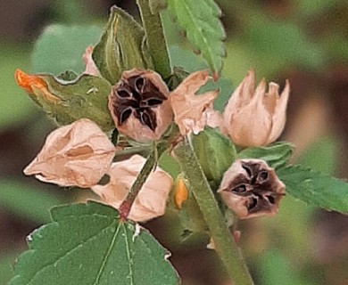 Sida spinosa