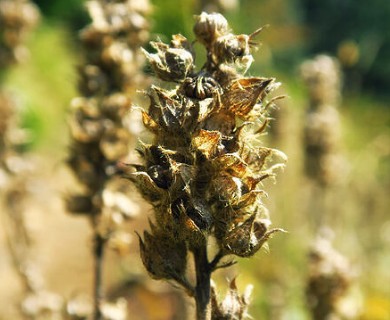 Sidalcea hirtipes