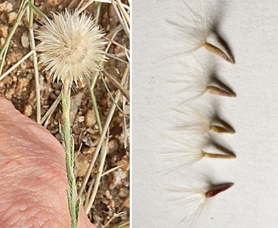 Sideranthus gracilis