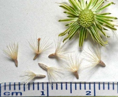 Sideranthus spinulosus