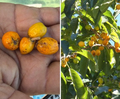 Sideroxylon foetidissimum