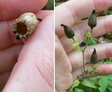 Silene dioica